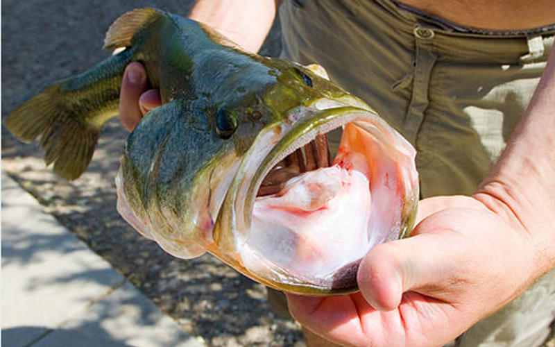 An angler holding open the mouth of a largemouth bass